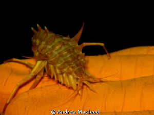 lake Baikal shrimp by Andrew Macleod 